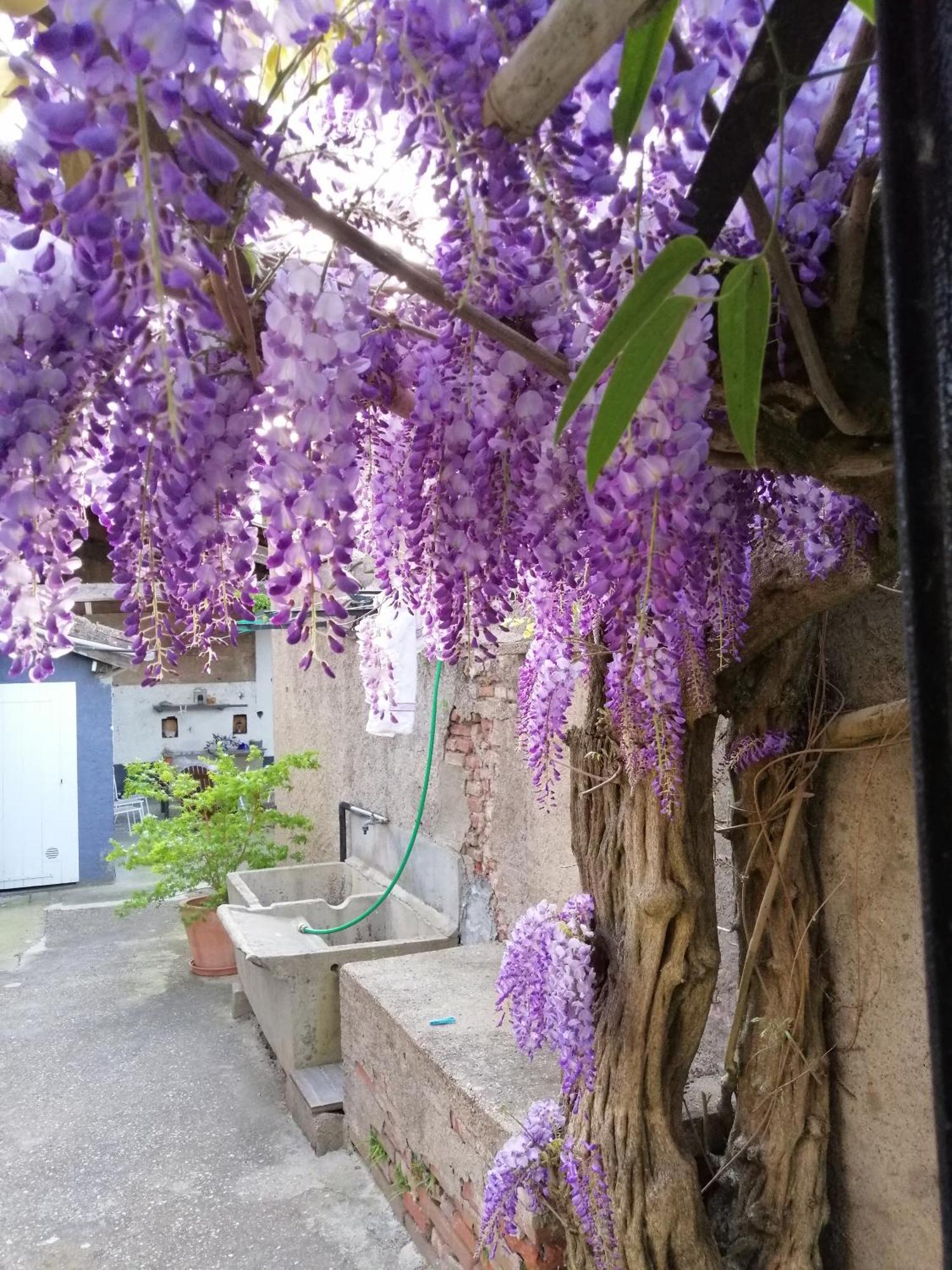 אלבי B&B La Maison De Julia מראה חיצוני תמונה